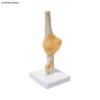Elbow Joint Anatomy Model 3D