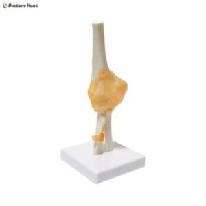 Elbow Joint Anatomy Model 3D