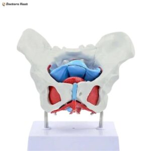 Female Pelvic Anatomy Model