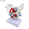 Female Pelvis Anatomy Model 3D