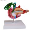 Human Anatomy Model of the Pancreas, Duodenum, and Gallbladder