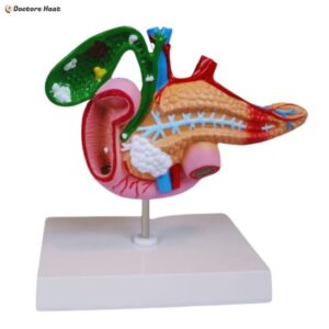 Human Anatomy Model of the Pancreas, Duodenum, and Gallbladder