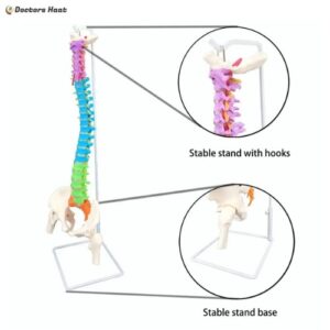 Human Anatomy Spine Model