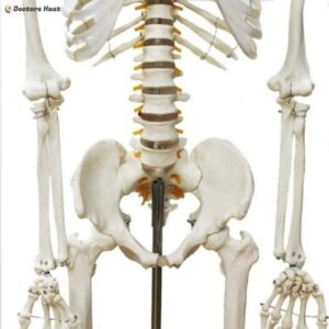 Human Body Skeleton Model 3D