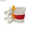 Human Cervical & Lumbar Spine Vertebral 3D Model