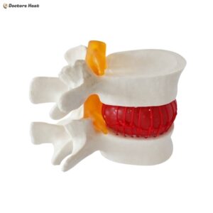 Human Cervical & Lumbar Spine Vertebral 3D Model