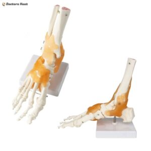 Alternative view of Anatomical Human Foot Joint Model