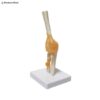 Human-Size Elbow Joint Anatomy Model 3D