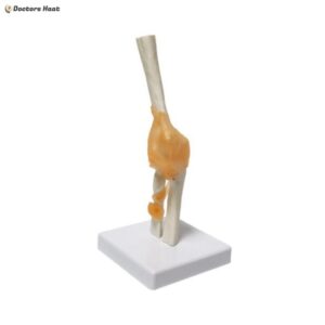Human-Size Elbow Joint Anatomy Model 3D