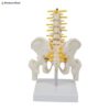 Human Size Pelvic Anatomy Model