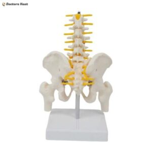 Human Size Pelvic Anatomy Model