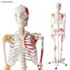 Human Size Skeleton Model Half Muscle and Half Ligament