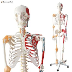 Human Size Skeleton Model Half Muscle and Half Ligament