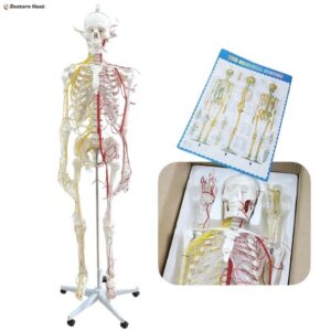 Human Size Skeleton Model with Nerves and Blood Vessels