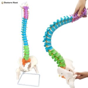 Human-Size Spine Anatomy Model