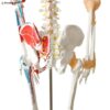 Human Skeleton Anatomy Model