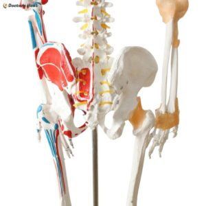 Human Skeleton Anatomy Model
