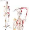 Human Skeleton Anatomy Model Half Muscle and Half Ligament
