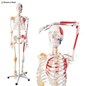 Human Skeleton Anatomy Model Half Muscle and Half Ligament