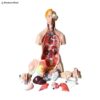 Human Torso Model 40 Parts With Head, Neck, and Trunk