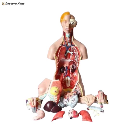 Human Torso Model 40 Parts With Head, Neck, and Trunk