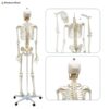 Human Whole Body Skeleton Model 3D