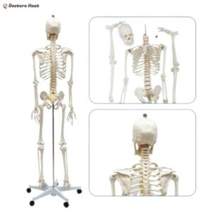 Human Whole Body Skeleton Model 3D