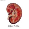 Kidney Profile Anatomy Model