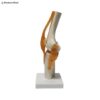 Knee Joint Anatomy Model 3D