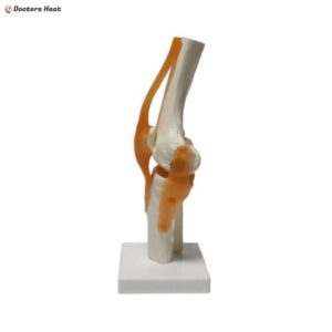 Knee Joint Anatomy Model 3D