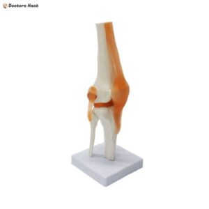 Knee Joint Anatomy Model 3D with Ligaments