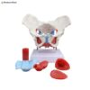 Life-Size Anatomical Female Pelvis Model