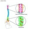 Life-Size Educational Human Spine Model