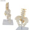 Life-Size Pelvis with Lumbar Spine Model