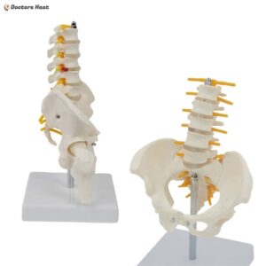 Life-Size Pelvis with Lumbar Spine Model