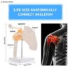 Life-Size Shoulder Joint Anatomy Model