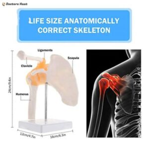 Life-Size Shoulder Joint Anatomy Model