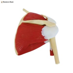 Life-Size Shoulder Joint with Muscle Model