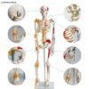 Mini Human Skeleton Anatomy Model Half Muscle & Half Ligament
