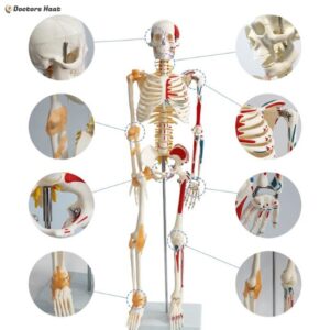 Mini Human Skeleton Anatomy Model Half Muscle & Half Ligament