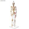 Mini Human Skeleton Model Half Muscle & Half Ligament (85cm)