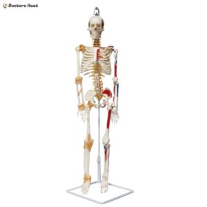 Mini Human Skeleton Model Half Muscle & Half Ligament (85cm)