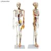 Mini Human Skeleton Model With Nerves and Blood Vessels (85cm)
