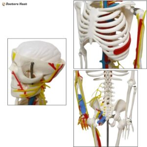 Mini Skeleton Model With Nerves and Blood Vessels