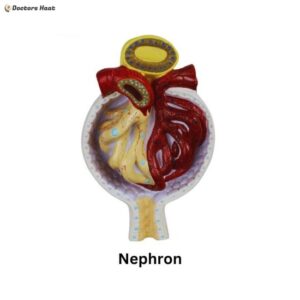 Nephron