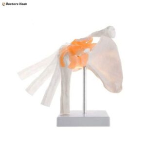 Alternative view of Shoulder Joint Anatomy Model 3D