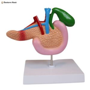 Pathological Anatomy Model of the Pancreas, Duodenum, and Gallbladder