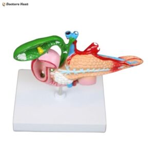 Alternative view of Human Anatomy Model of the Pancreas, Duodenum, and Gallbladder