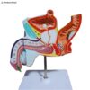 Prostate Anatomy Model 3D