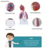 Respiratory System Human Lung Anatomy Model